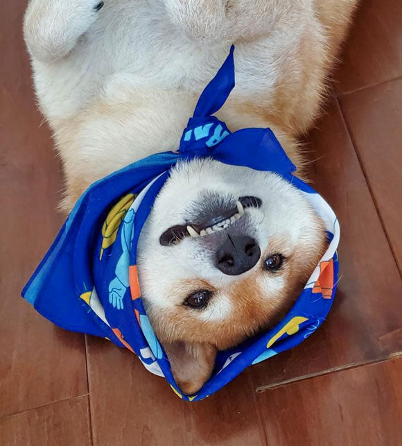 Out and About Bandana